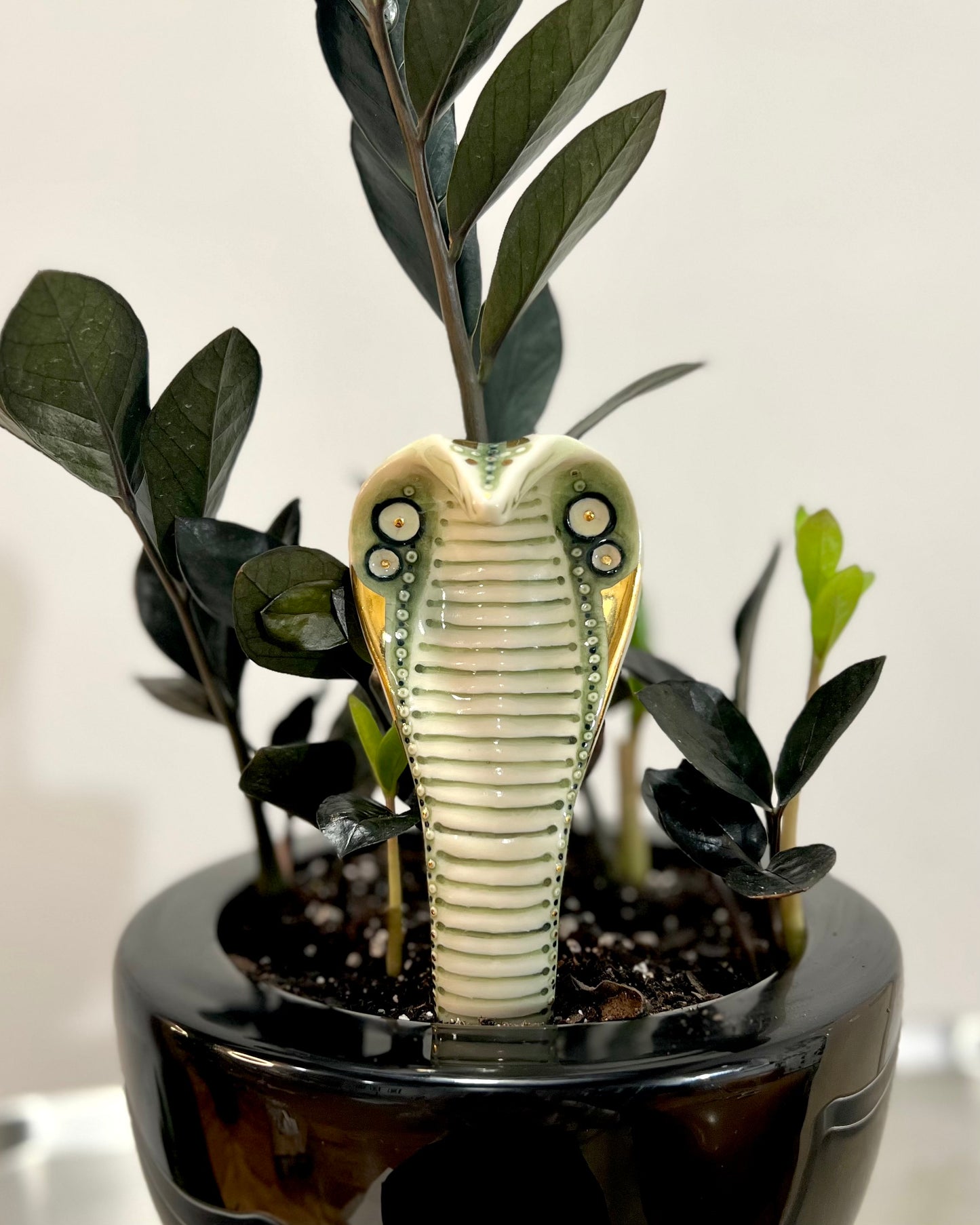 Planter Cobra 1