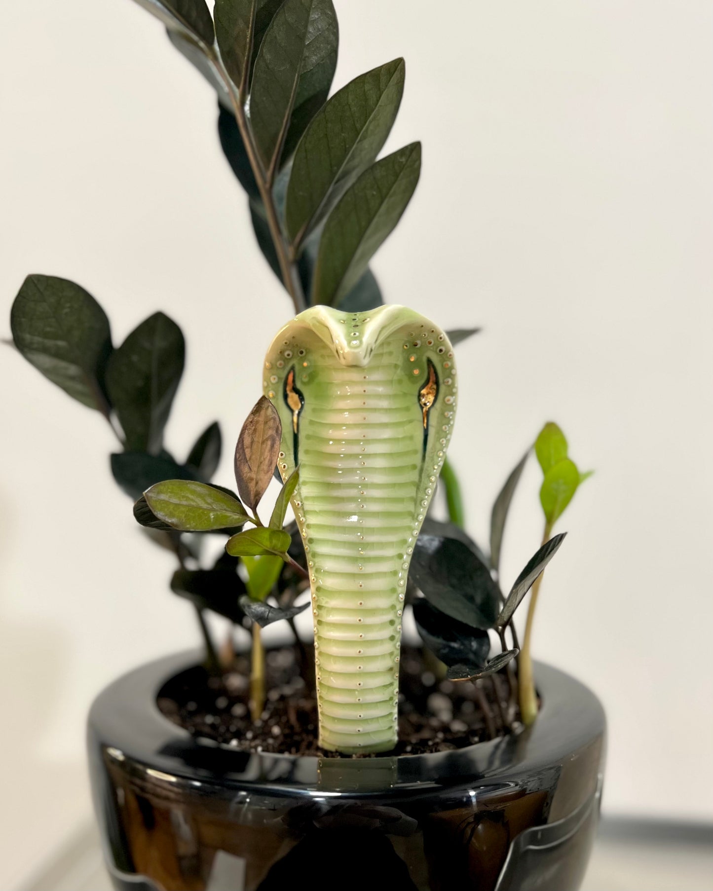 Planter Cobra 2