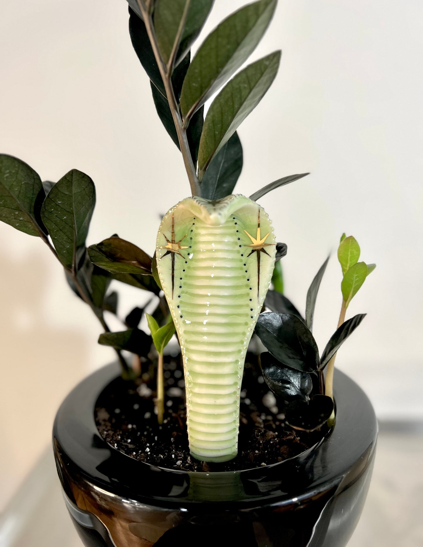 Planter Cobra 6