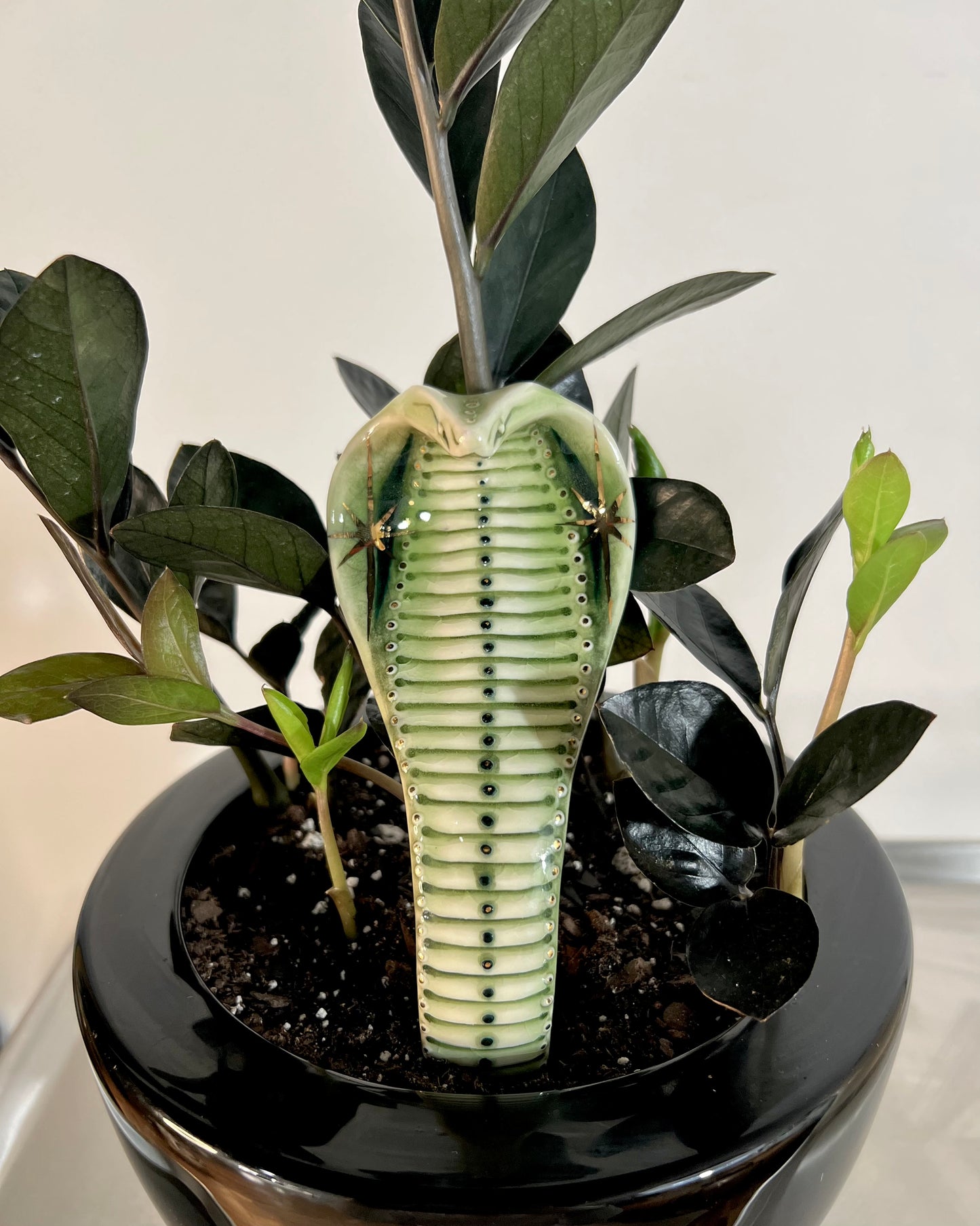 Planter Cobra 7