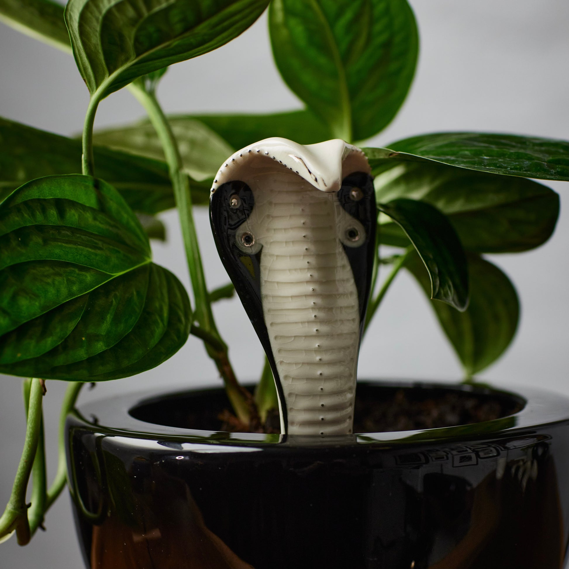 Planter Cobra 1 - Hand crafted Porcelain Plant Ornament. Snake with Detail & Brass Rod for planting.