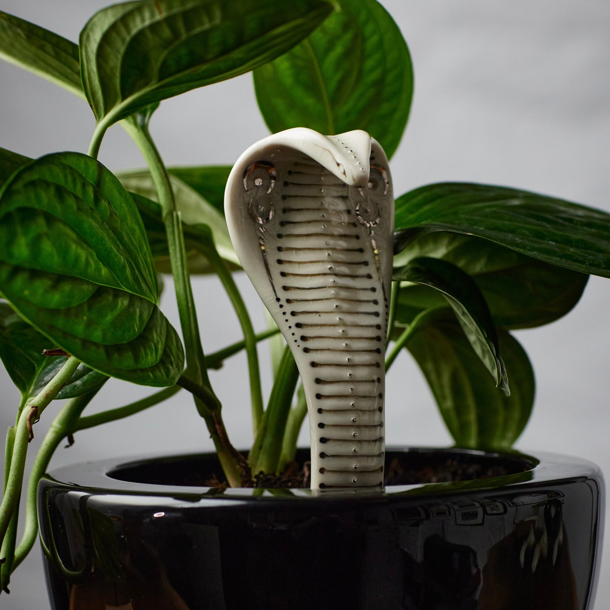 Planter Cobra 2 - Hand crafted Porcelain Plant Ornament. Snake with Detail & Brass Rod for planting.