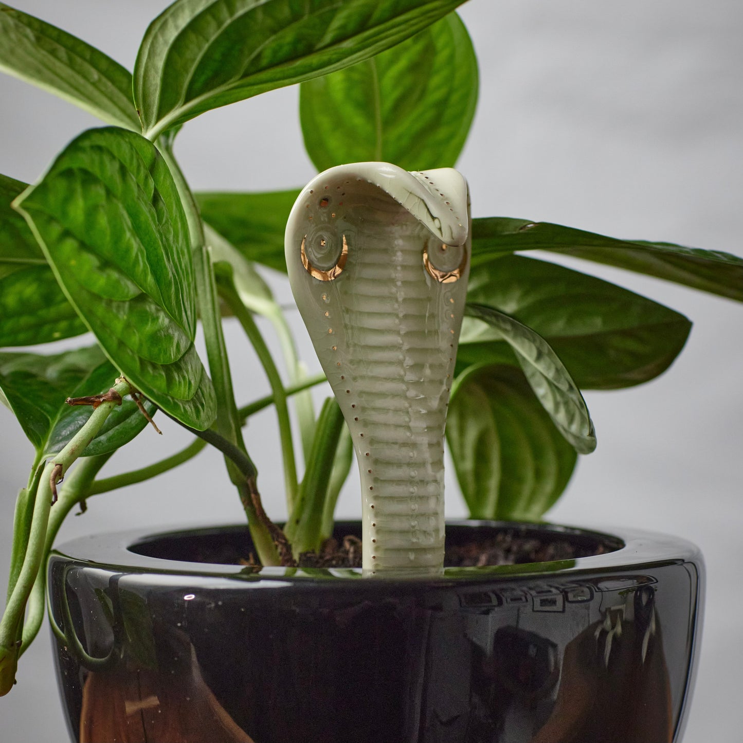 Planter Cobra 3 - Hand crafted Porcelain Plant Ornament. Snake with Detail & Brass Rod for planting.