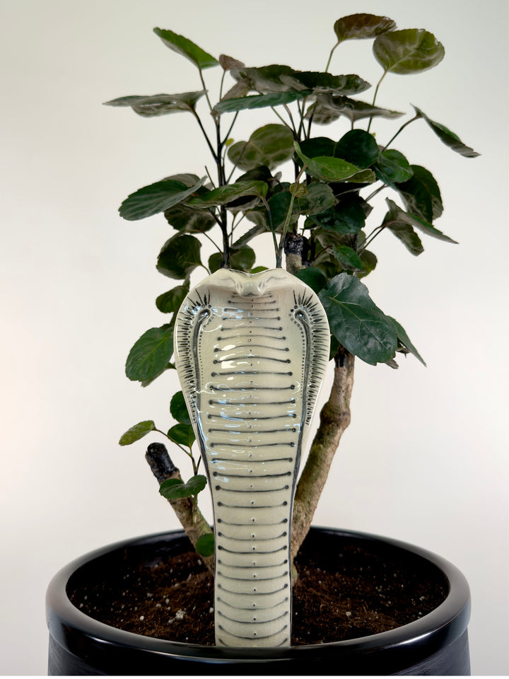 A porcelain garden statue of a cobra snake rising from a black pot, positioned in front of a potted plant with green leaves against a plain light background.