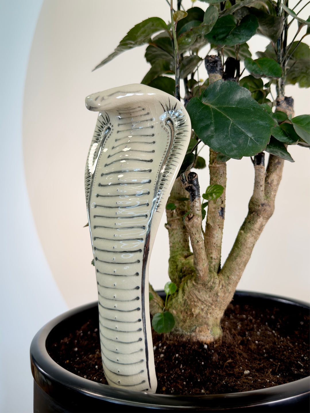 A glossy porcelain cobra garden statue in a light cream color with black detailing, positioned next to a potted plant with green leaves and brown branches.