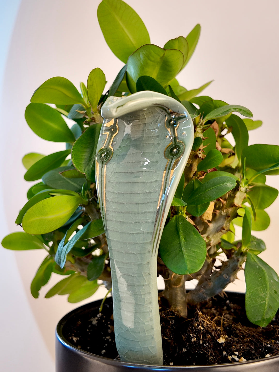 A glossy ceramic cobra snake garden statue in a pale celadon green glaze, displayed on a black planter in front of a green leafy plant against a plain light background.