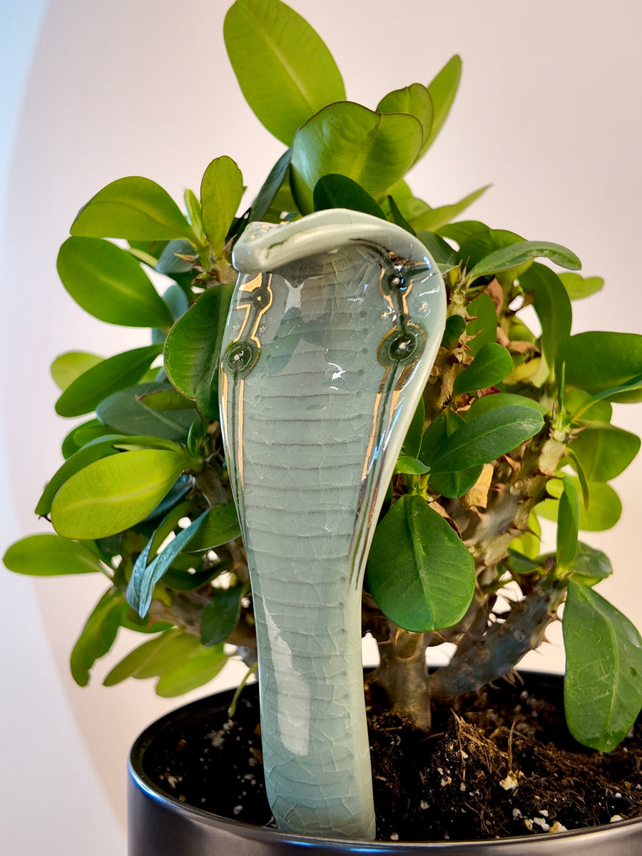 A glossy ceramic cobra snake garden statue in a pale celadon green glaze, displayed on a black planter in front of a green leafy plant against a plain light background.