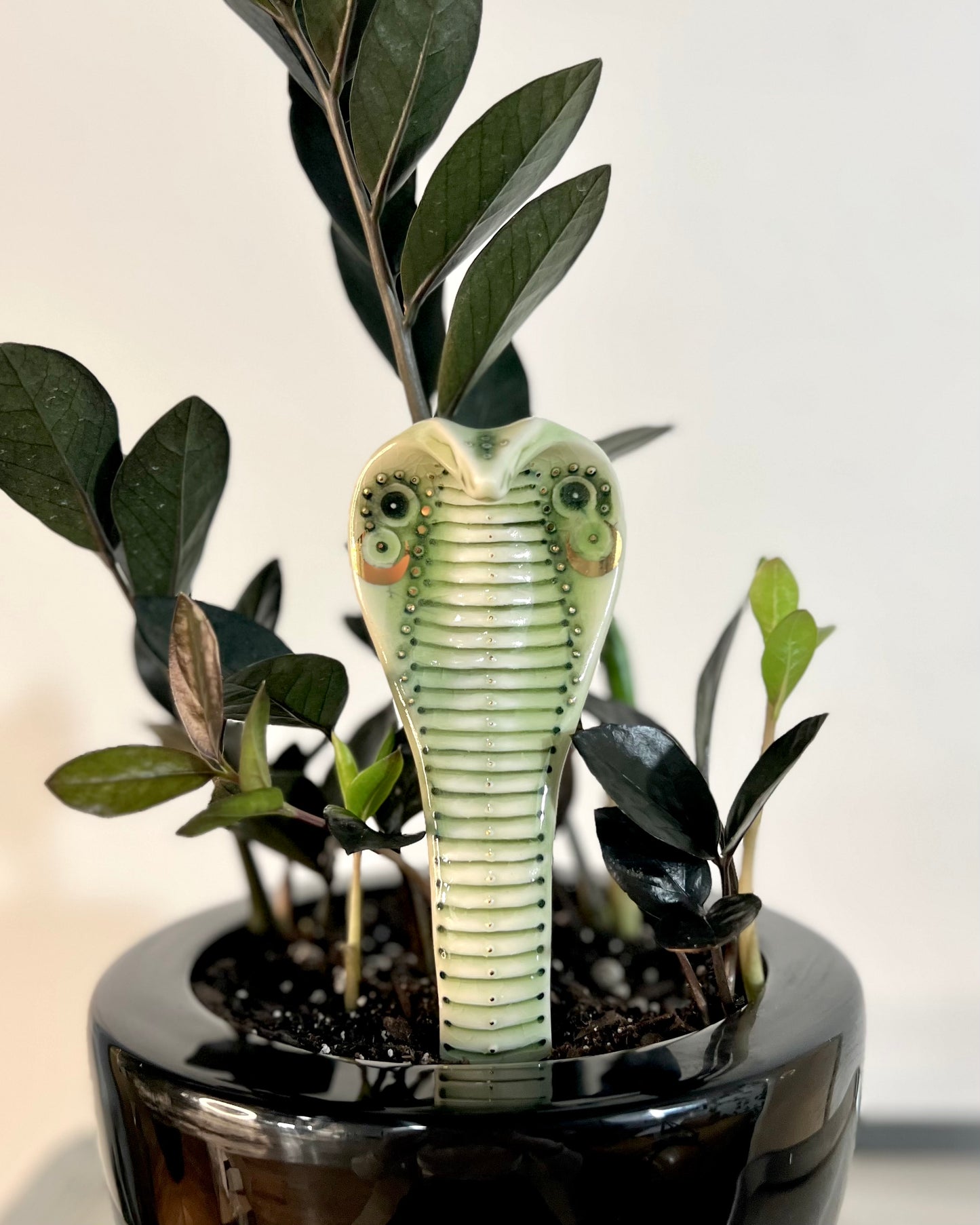 Planter Cobra 4