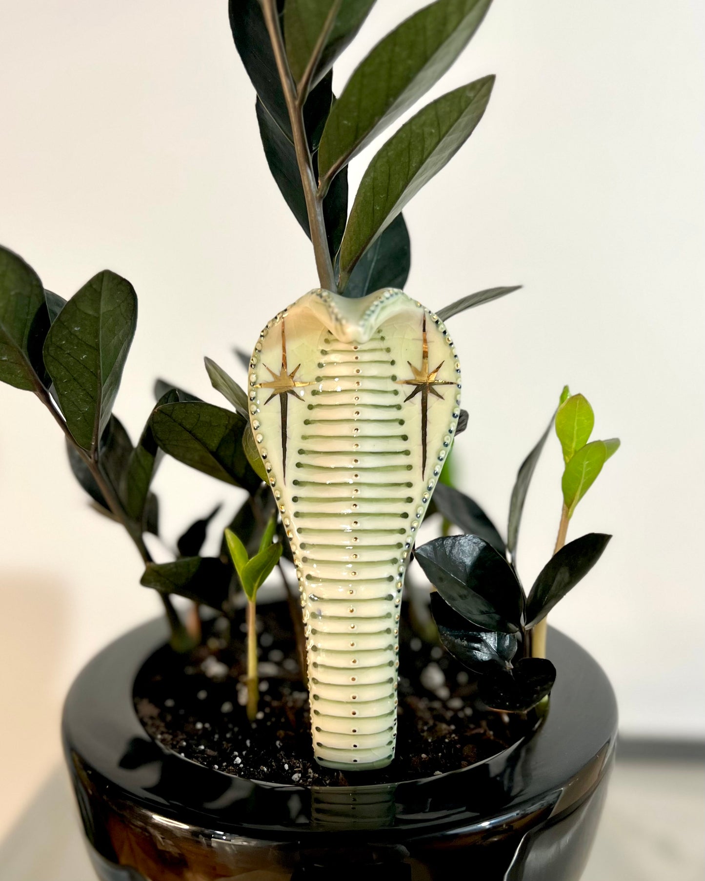 Planter Cobra 5